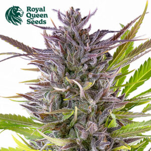 Green Gelato Feminized By Royal Queen Seeds
