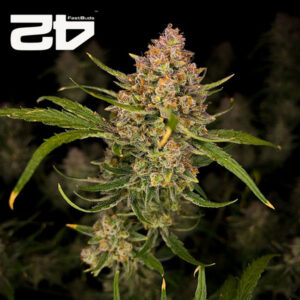 Guava Autoflower By 42 Fast Buds Usa