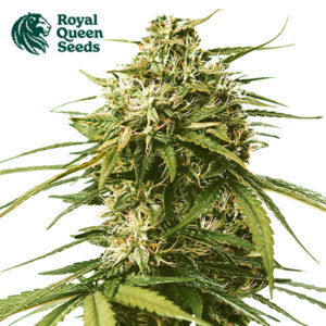Gushers Feminized By Royal Queen Seeds