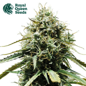Haze Berry Autoflower By Royal Queen Seeds