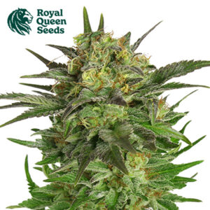 Haze Berry Feminized By Royal Queen Seeds