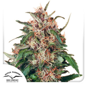 Hollands Hope Feminized By Dutch Passion Seed Company
