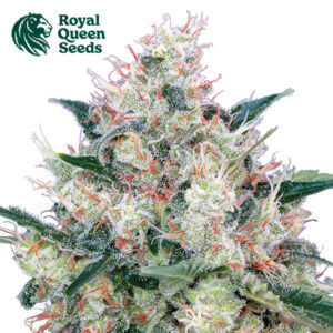 Honey Cream Feminized By Royal Queen Seeds