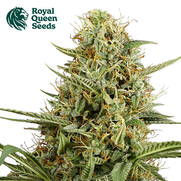 HulkBerry Autoflower By Royal Queen Seeds