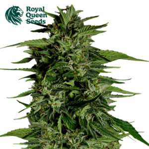 Hyperion F1 Autoflower By Royal Queen Seeds