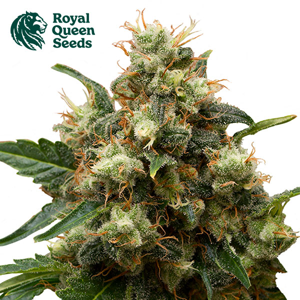 ICE Feminized By Royal Queen Seeds