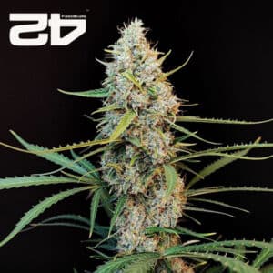 Jack Herer Autoflower By 42 Fast Buds Usa