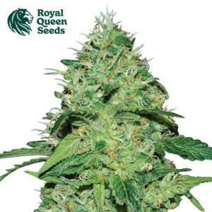 Joanne's CBD Feminized By Royal Queen Seeds