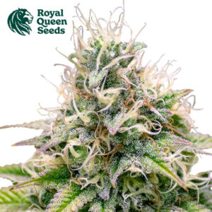 Kali Dog Feminized By Royal Queen Seeds