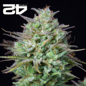 Kosher Cake Autoflower By 42 Fast Buds Usa