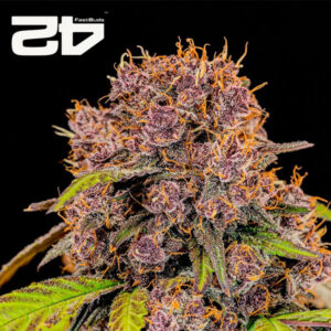 Lemon Cherry Cookies Autoflower By 42 Fast Buds Usa