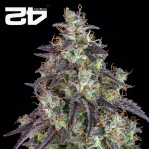 Lemon Pie Autoflower By 42 Fast Buds Usa