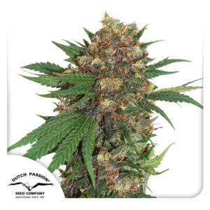 Master Kush Feminized By Dutch Passion Seed Company