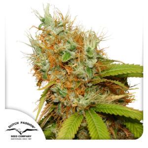 Mazar Feminized By Dutch Passion Seed Company