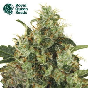 Medical Mass CBD Feminized By Royal Queen Seeds