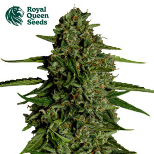 Medusa F1 Autoflower By Royal Queen Seeds