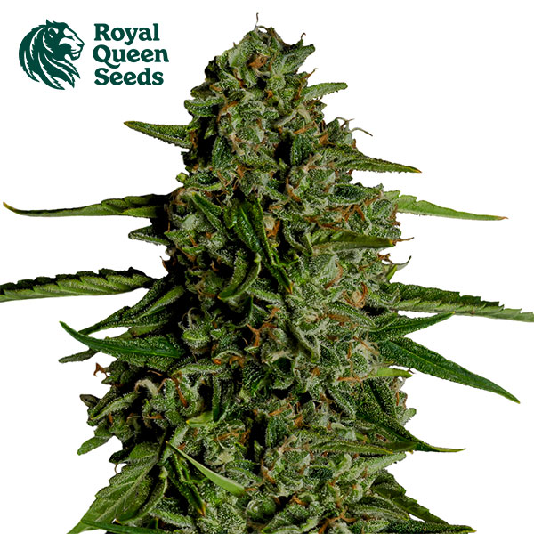 Medusa F1 Autoflower By Royal Queen Seeds