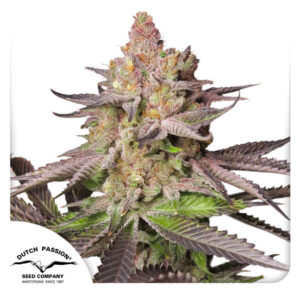 Melonade Runtz Feminized By Dutch Passion Seed Company