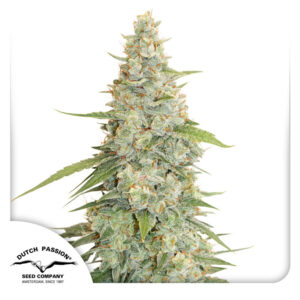 Meringue Feminized By Dutch Passion Seed Company