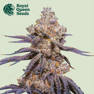 Mexican Rush Autoflower By Royal Queen Seeds
