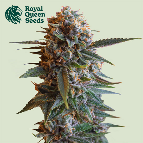 Mexican Rush Feminized By Royal Queen Seeds