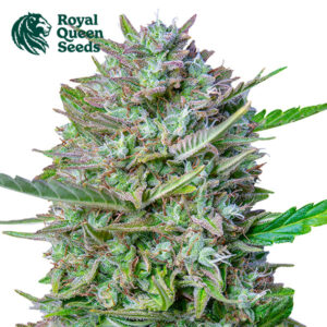 Mimosa Autoflower By Royal Queen Seeds