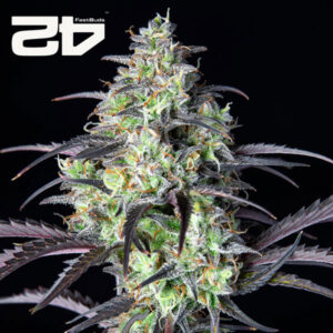 Mimosa Cake Autoflower By 42 Fast Buds Usa