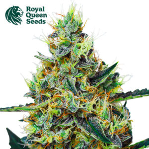 Mimosa Feminized By Royal Queen Seeds