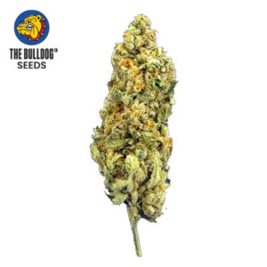 Mimosa Feminized The Bulldog Seeds