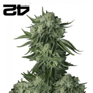 Moby Dick Autoflower By 42 Fast Buds Usa