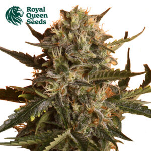 Mother Gorilla Feminized By Royal Queen Seeds