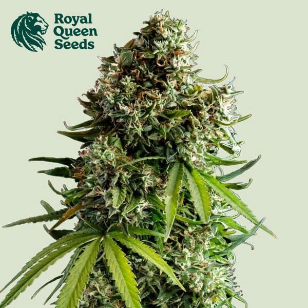 NYC Sour D Autoflower By Royal Queen Seeds