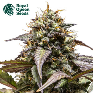 North Thunderfuck Autoflower By Royal Queen Seeds