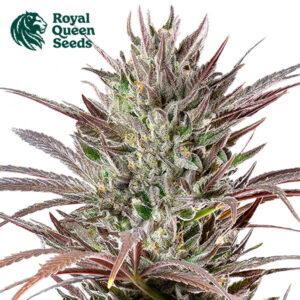North Thunderfuck Feminized By Royal Queen Seeds