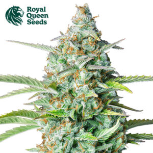 Northern Light Autoflower By Royal Queen Seeds