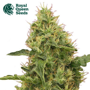 Northern Light Feminized By Royal Queen Seeds
