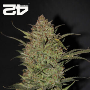 OG Kush Autoflower By 42 Fast Buds Usa