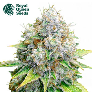 OG Kush Feminized By Royal Queen Seeds