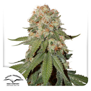 Orange Bud Feminized By Dutch Passion Seed Company