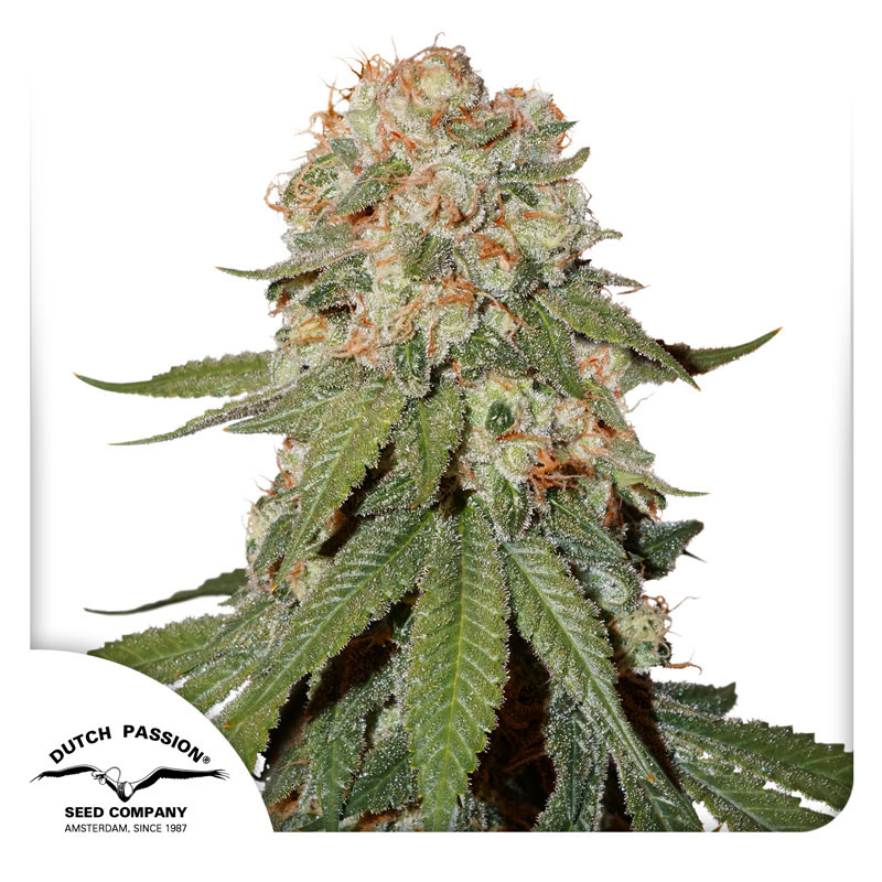 Orange Bud Feminized By Dutch Passion Seed Company