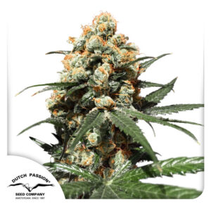 Orange Hill Special Feminized By Dutch Passion Seed Company