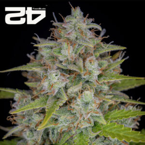 Orange Sherbet Autoflower By 42 Fast Buds Usa