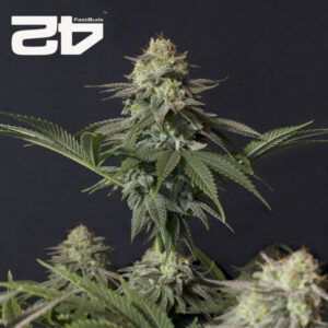 Orange Sherbet FF Feminized By 42 Fast Buds Usa