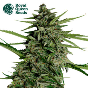 Orion F1 Autoflower By Royal Queen Seeds