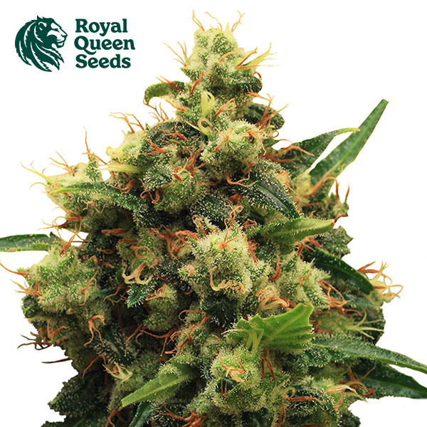 Painkiller XL CBD Feminized By Royal Queen Seeds