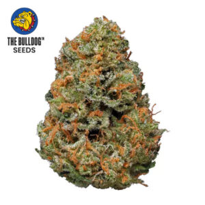 Papaya Feminized The Bulldog Seeds