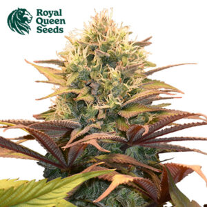 Pineapple Kush Feminized By Royal Queen Seeds