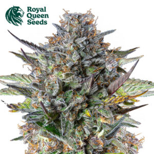 Pink Gorilla Feminized By Royal Queen Seeds
