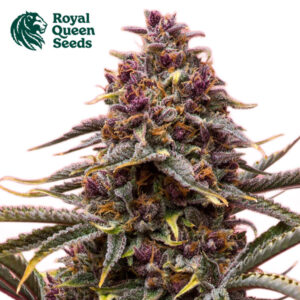Pink Mist Autoflower By Royal Queen Seeds