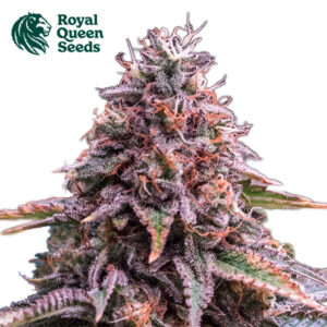 Pink Mist Feminized By Royal Queen Seeds